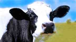 Research: Microbes in a cow's rumen help cattle digest and extract energy from their food.