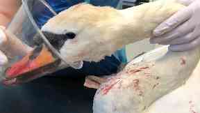 Attack: The injured swan had to be put to sleep.