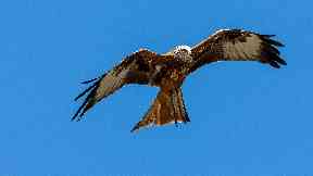 Investigation: Three red kites were found dead.