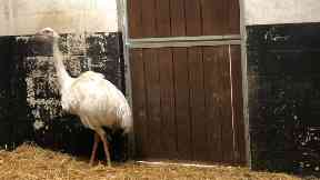 On the run: The rhea was found in Aberdeenshire.
