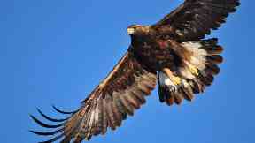 Missing: Golden eagles.
