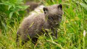 Adorable: Ten Arctic fox cubs have been born at the Highland Wildlife Park.