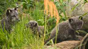 Wildlife: Parents May and Bard have their paws full.
