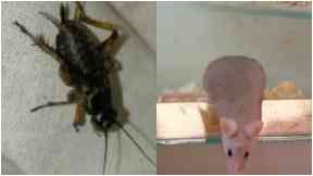 Pests: Councils have dealt with thousands of cases.