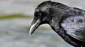 Investigation: Police have been called after dozens of birds were found dead.
