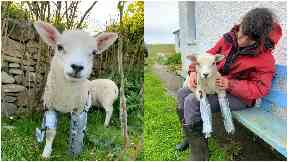 Bionic Blossom: There are no vets on the Fair Isle.