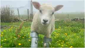 Blossom: The lamb was abandoned by its mother shortly after birth.
