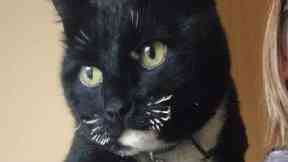 Ordeal: Borris returned with burnt whiskers.