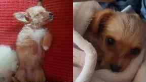 'Heartbreaking': Daisy contracted parvovirus.