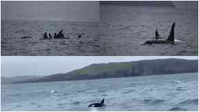 Mystery: Nine killer whales spotted off the Hebrides.