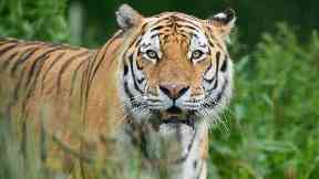 Marty: The popular tiger passed away.