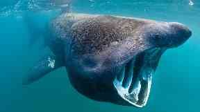 Caught on camera: The secret lives of basking sharks.