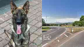 Car chase: Police dog caught man.
