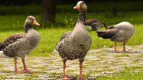 Geese: Meat from the birds will go on sale.