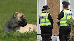 Dog: The six-year-old was seriously injured.