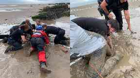 Rescue: The tourist was eventually pulled from the wet sand.