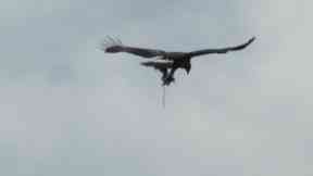 Golden eagle: A tourist raised concerns.