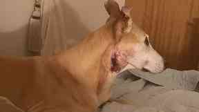 Dog: Honey was attacked by a Staffie.
