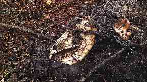 Carcass: Dead animals were found throughout the estate.