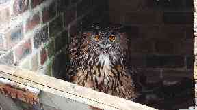 Discovered: An eagle owl is used to attract raptors.