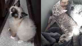 Theft: The cats were later found in a house.