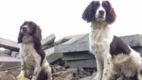 Mac will join current search and rescue dog Diesel.