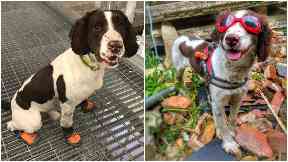 Mac loves wearing his safety boots and 'doggles'.