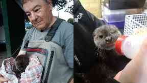 Rescued: James Buchanan saved the otter cub.