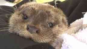 Recuperating: The otter will be released back into the wild.