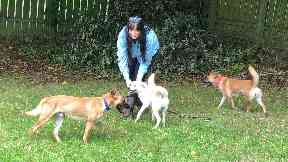 Halo and her pups were rescued from China by Amanda.