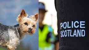 Attack: The pet's owner has been left 'devastated'.
