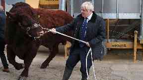 Boris Johnson tries to lead a bull at Darnford Farm in Banchory.