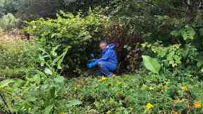 Invasion: Exotic species such as Himalayan balsam and Japanese knotweed are spreading through the countryside.