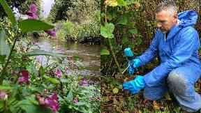 Clean-up: Volunteers have been clearing dense patches along the River Tay through the summer.