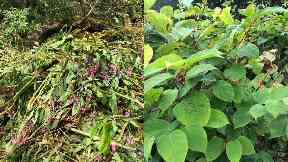 Warning: The Scottish Invasive Species Initiative is now training volunteers to fight back.