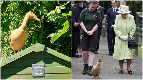 'Beloved': Olive chaperoned Her Majesty around the farm.