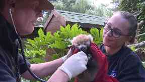 Endangered: The red panda was born at Edinburgh Zoo.