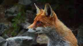 Consultation: Calls made to protect foxes and hares.