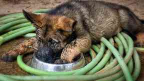 Investigation: A pie laced with a blade was thrown into the garden of a German shepherd.