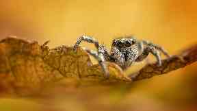 Spider: Mr Doogue said photography helped him back from the brink of suicide.