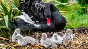 Family: The black swans will grow up to look like their mum.
