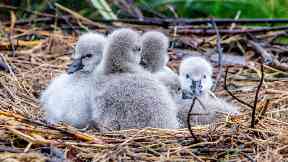 Announcement: The little birds hatched on Tuesday.