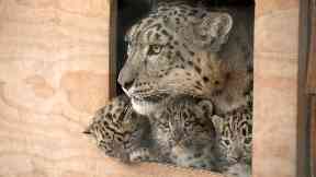 Family: The seven-week-old cubs are still being nursed by mother Animesh.