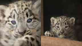 Adorable: The cubs will remain with their mum until they are two.