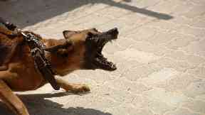Out of control: Dog control laws in Scotland have been described as 'not fit for purpose'.