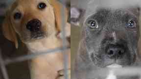 Raid: More than 60 dogs rescued.
