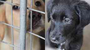 The Scottish SPCA carried out the raid in a joint operation with police.