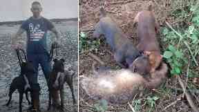 Jailed: Mark Cuthbert organised animal fights at his home.
