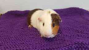 Survivor: George is receiving treatment at a Scottish SPCA centre.