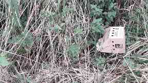 Abandoned: A dog walker spotted the cardboard carriers.